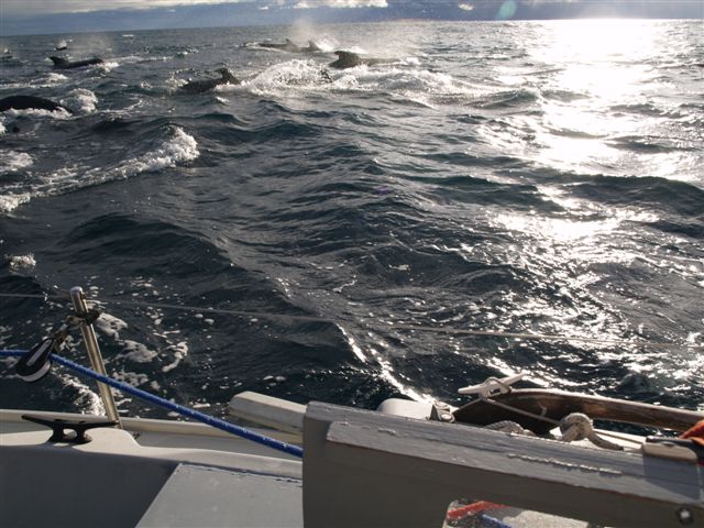 At the head of a great phalanx of whales